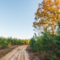 McBean Creek Timber images 3