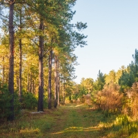 McBean Creek Timber images 4