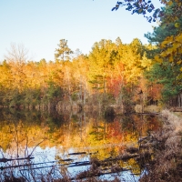McBean Creek Timber images 5