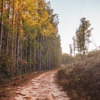 McBean Creek Timber images 6