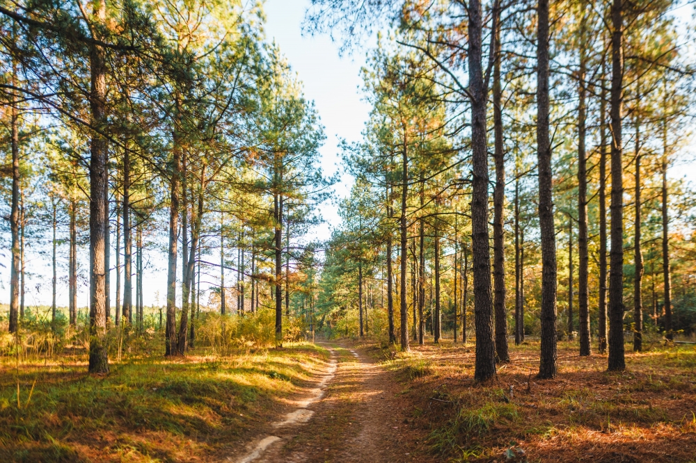 McBean Creek Timber featured image