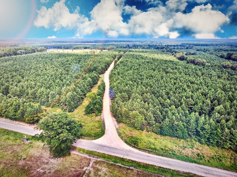 RECREATIONAL TIMBERLAND - 100 ACRES - LAFAYETTE CO  AR featured image