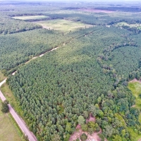 RECREATIONAL TIMBERLAND - 100 ACRES - LAFAYETTE CO  AR images 2
