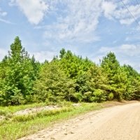 RECREATIONAL TIMBERLAND - 100 ACRES - LAFAYETTE CO  AR images 3