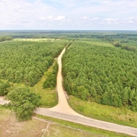 RECREATIONAL TIMBERLAND - 100 ACRES - LAFAYETTE CO  AR images 4