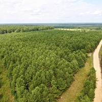 RECREATIONAL TIMBERLAND - 100 ACRES - LAFAYETTE CO  AR images 6