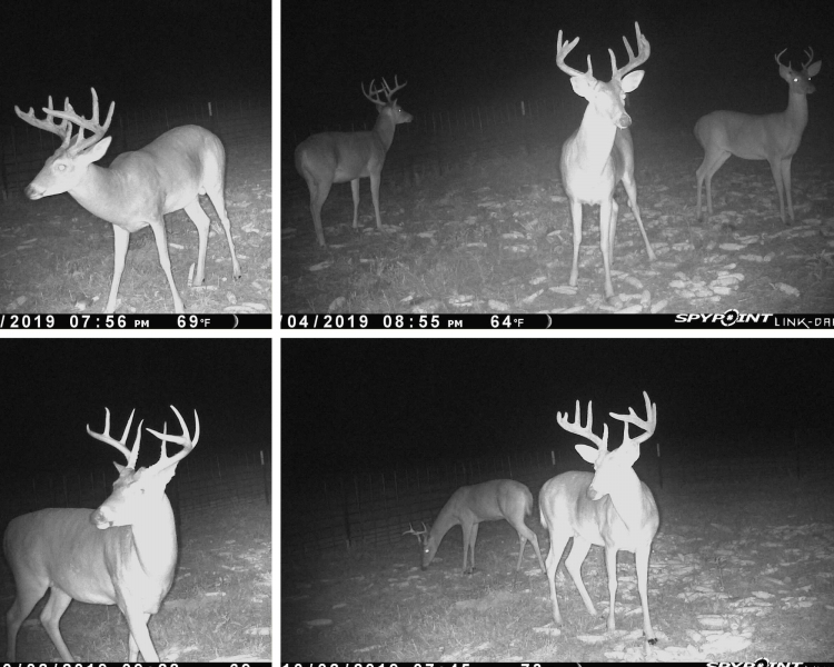 Hardwood Hunting Tract on Buffalo River Wilkinson County MS Hunting