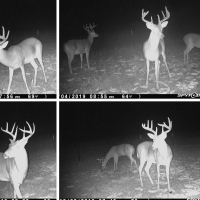 Hardwood Hunting Tract on Buffalo River Wilkinson County MS images 2