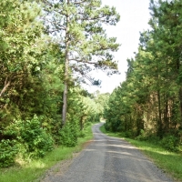 DEVELOPMENT TIMBER LAND - 18.8 ACRES - SAILES  LA images 3
