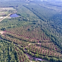 DEVELOPMENT TIMBER LAND - 18.8 ACRES - SAILES  LA images 5