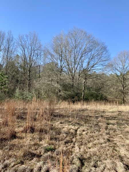 41 acres on Willie Roberts Rd featured image