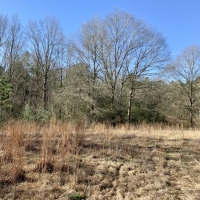 41 acres on Willie Roberts Rd