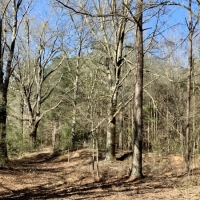 41 acres on Willie Roberts Rd images 2