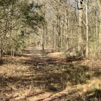 41 acres on Willie Roberts Rd images 3
