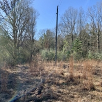 41 acres on Willie Roberts Rd images 4