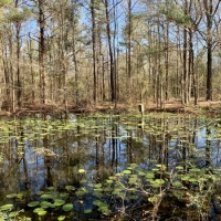 41 acres on Willie Roberts Rd images 5