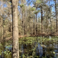 41 acres on Willie Roberts Rd images 6