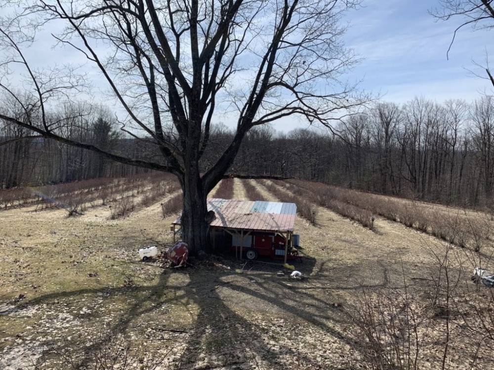 149 acres Blueberry Farm in Humphrey NY Button Road Hunting Land for