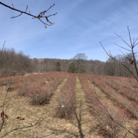 149 acres Blueberry Farm in Humphrey NY Button Road images 2