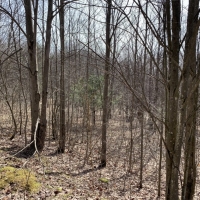 149 acres Blueberry Farm in Humphrey NY Button Road images 4