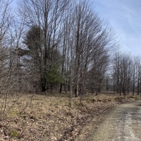 149 acres Blueberry Farm in Humphrey NY Button Road images 5
