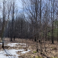 149 acres Blueberry Farm in Humphrey NY Button Road images 6