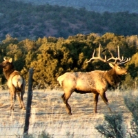 Irrigated Cattle Ranch &nbsp; Hunting Land For Sale in Central CO images 5