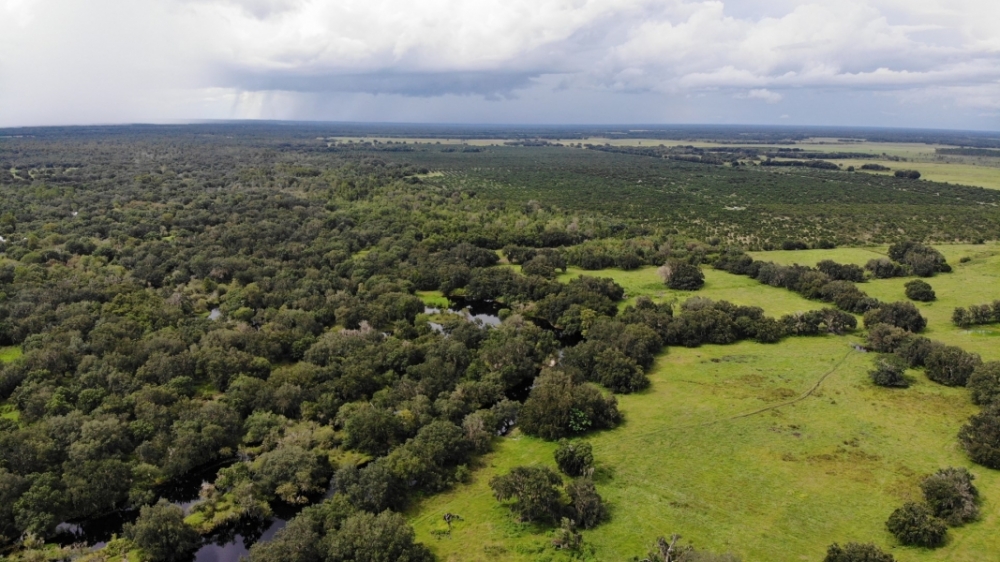 Cattle Ranch &nbsp; Hunting Land For Sale in Southwest FL featured image
