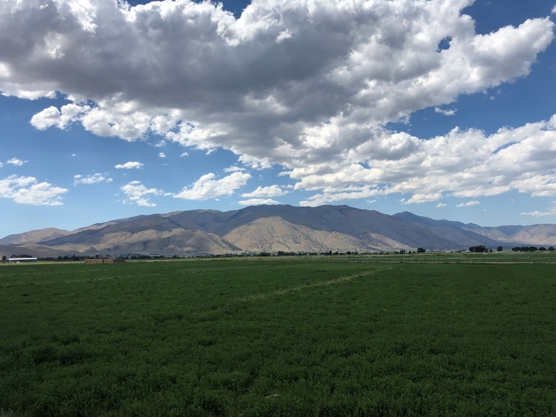 Fertile Farmland For Sale in Lyon County  NV featured image
