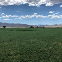 Fertile Farmland For Sale in Lyon County  NV images 3