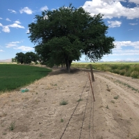 Fertile Farmland For Sale in Lyon County  NV images 6