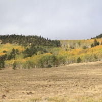 Mountain Equine Property with Recreational Land For Sale in Westcliffe  CO images 4