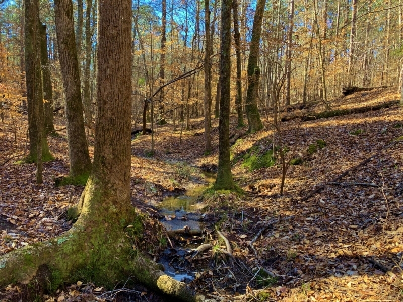 Timber &nbsp; Land Bid Sale featured image