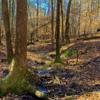 Timber &nbsp; Land Bid Sale