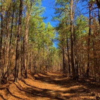 Timber &nbsp; Land Bid Sale images 2