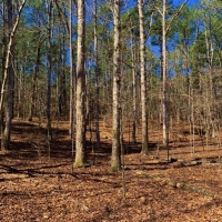 Timber &nbsp; Land Bid Sale images 3