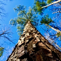 Timber &nbsp; Land Bid Sale images 4