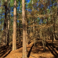 Timber &nbsp; Land Bid Sale images 5