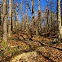 Timber &nbsp; Land Bid Sale images 6