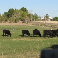 Cattle Ranch with Water Rights &nbsp; Productive Orchard For Sale in Dolores  CO images 3