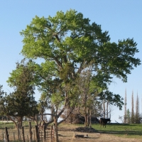 Cattle Ranch with Water Rights &nbsp; Productive Orchard For Sale in Dolores  CO images 5