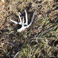184 acres m l  Appanoose Co.&nbsp; IA images 4