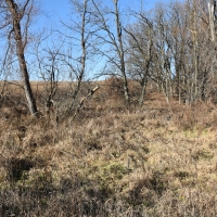 184 acres m l  Appanoose Co.&nbsp; IA images 2