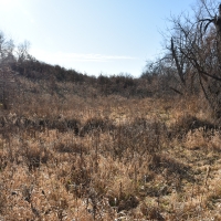 184 acres m l  Appanoose Co.&nbsp; IA images 5