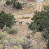 Luxury Mountain Ranch For Sale in Custer County  CO images 5