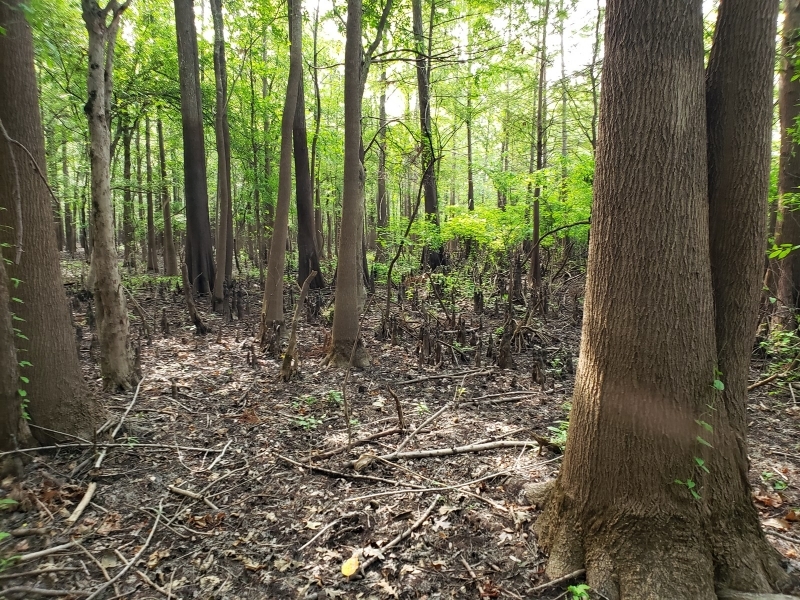 Riverfront Hunting Land For Sale in Northeast LA featured image