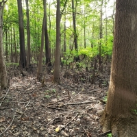 Riverfront Hunting Land For Sale in Northeast LA