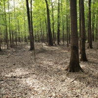 Riverfront Hunting Land For Sale in Northeast LA images 2