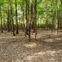 Riverfront Hunting Land For Sale in Northeast LA images 3