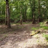 Riverfront Hunting Land For Sale in Northeast LA images 4